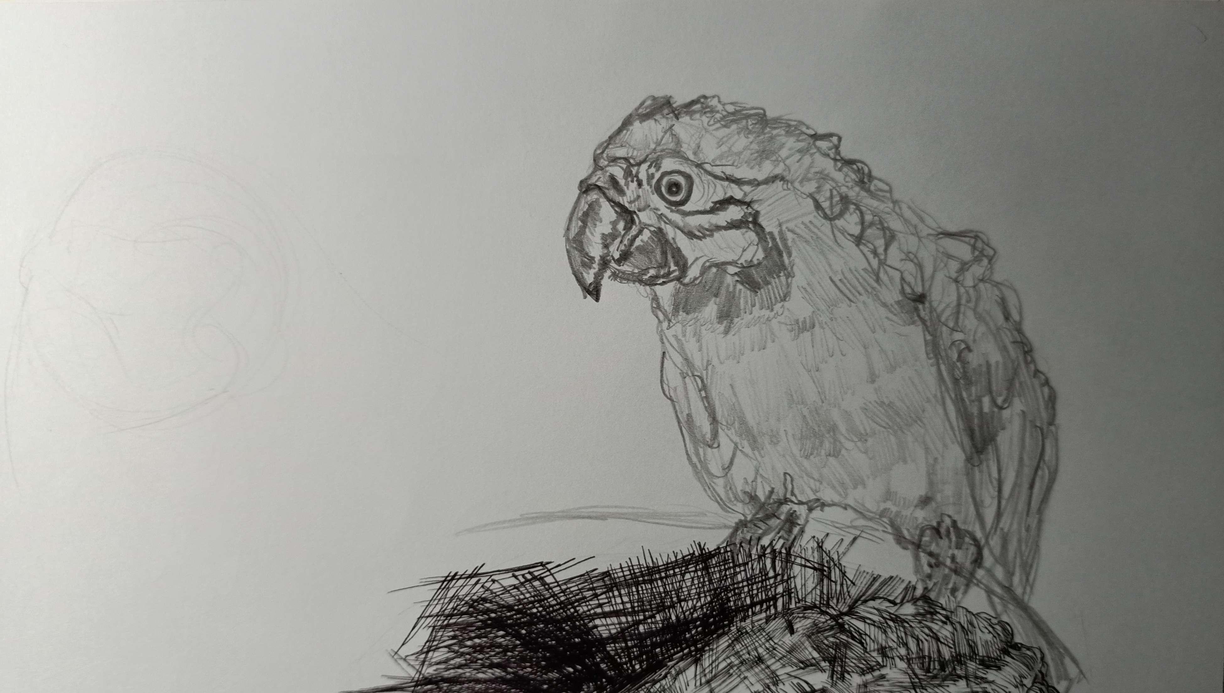 parrot pencil drawing