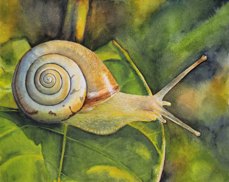 Snail On A Leaf X Post From Watercolor WetCanvas Online