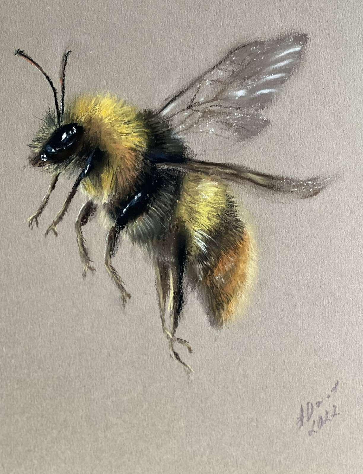 How to draw honey bee and flowers in graphite pencil - YouTube