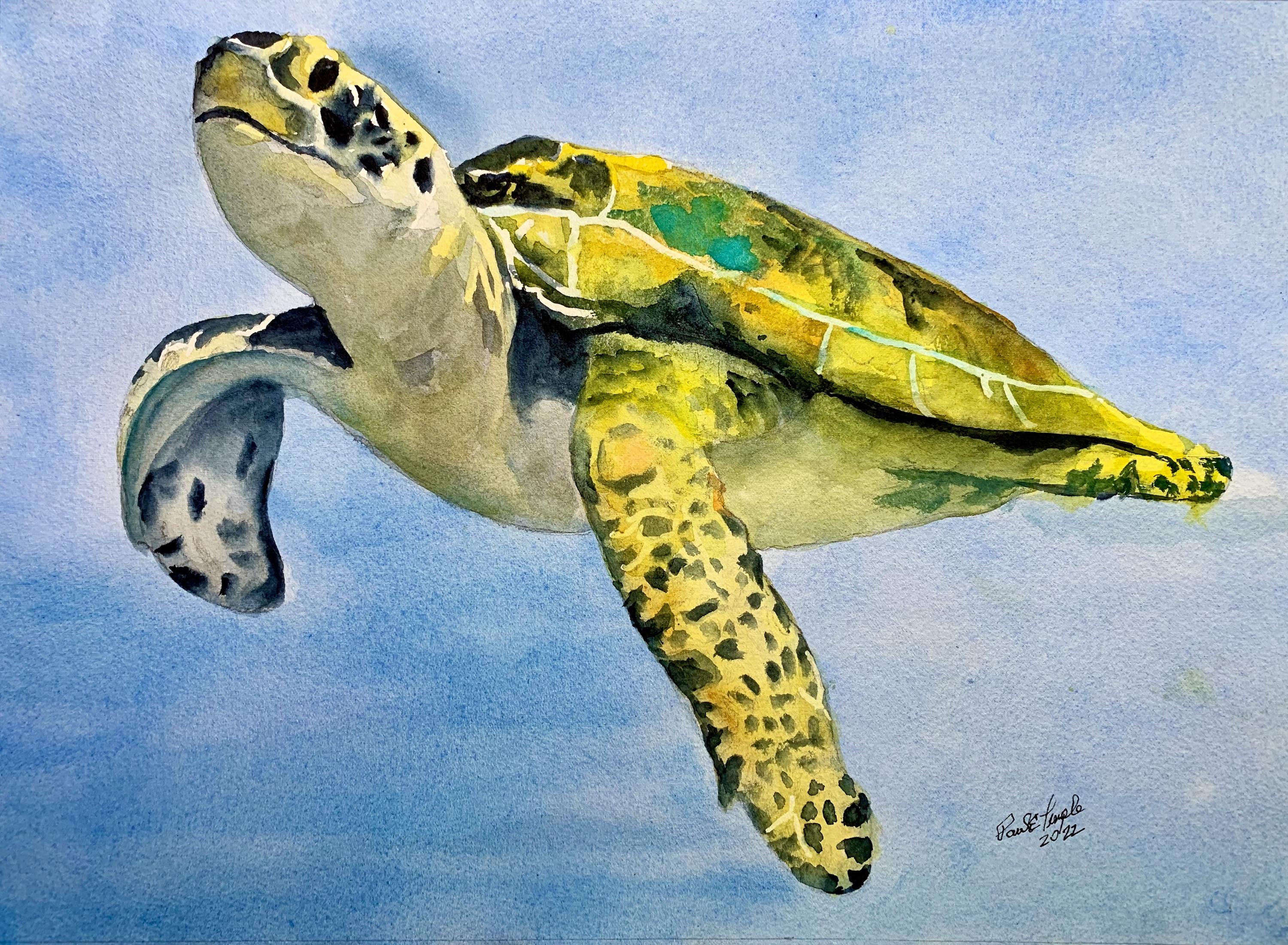 green-sea-turtle-wetcanvas-online-living-for-artists